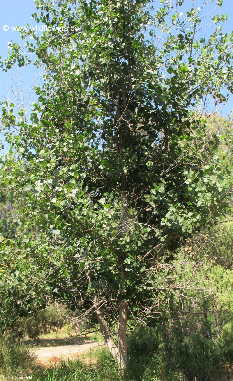 Populus X canadensis
